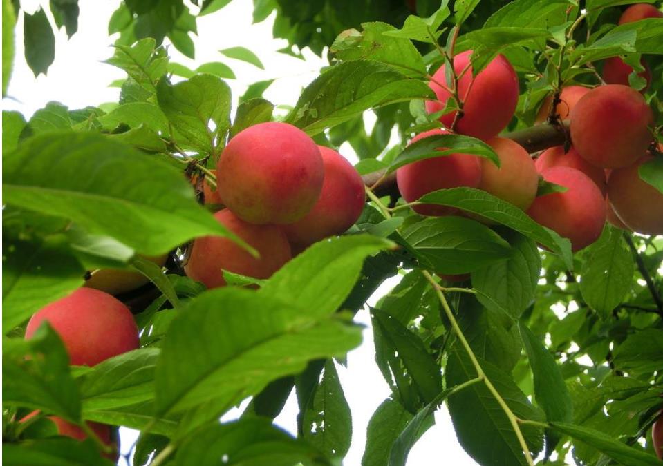 热死了,如何解决果树高温危害?这些措施少不了!