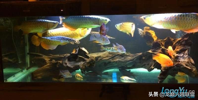 手把手教你做龙鱼最强营养秘方食谱--鲜虾牛肉狮子头，别馋哈