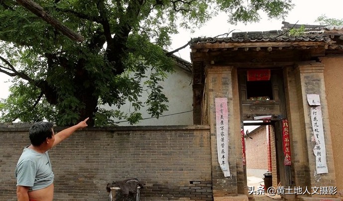 农村老宅一棵大槐树,古村落百年老槐树