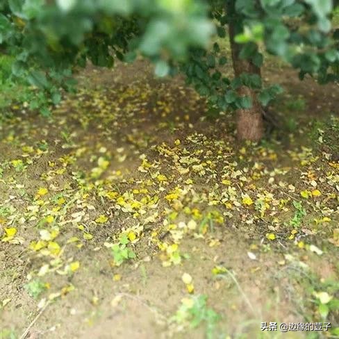 奶奶留下的种菜绝招,奶奶种植杏树的过程