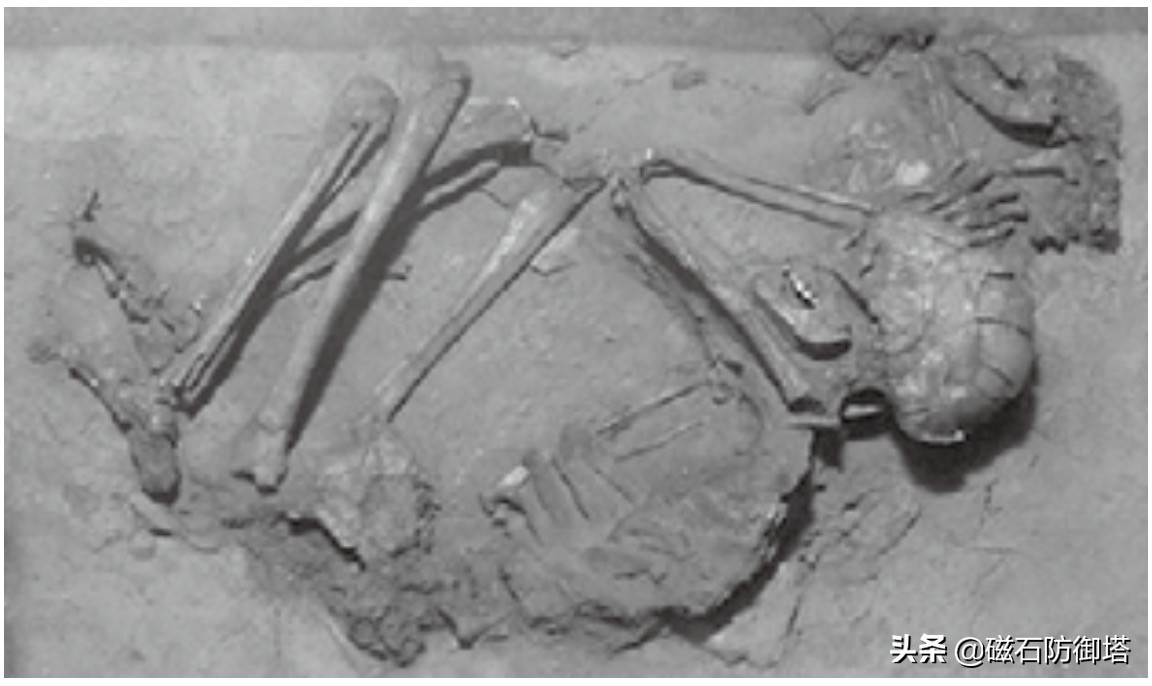 饲养箱爬虫,饲养箱乌龟