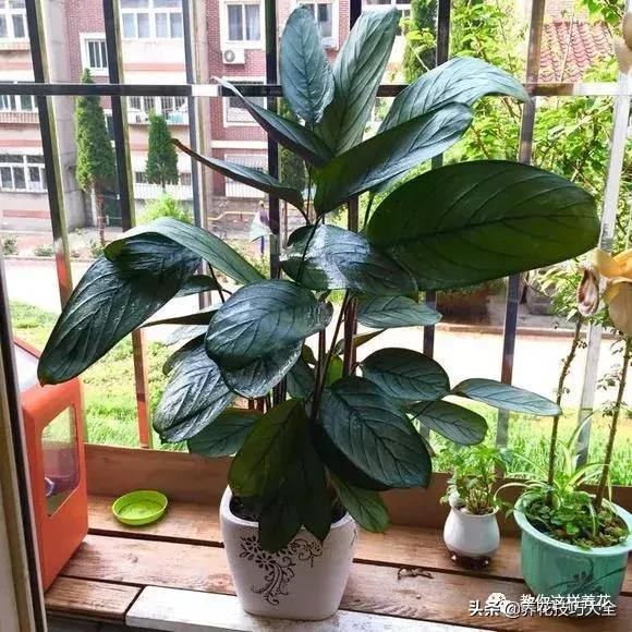 4种耐阴花好看好养活室内也能开,和绿萝长得很像耐阴的植物