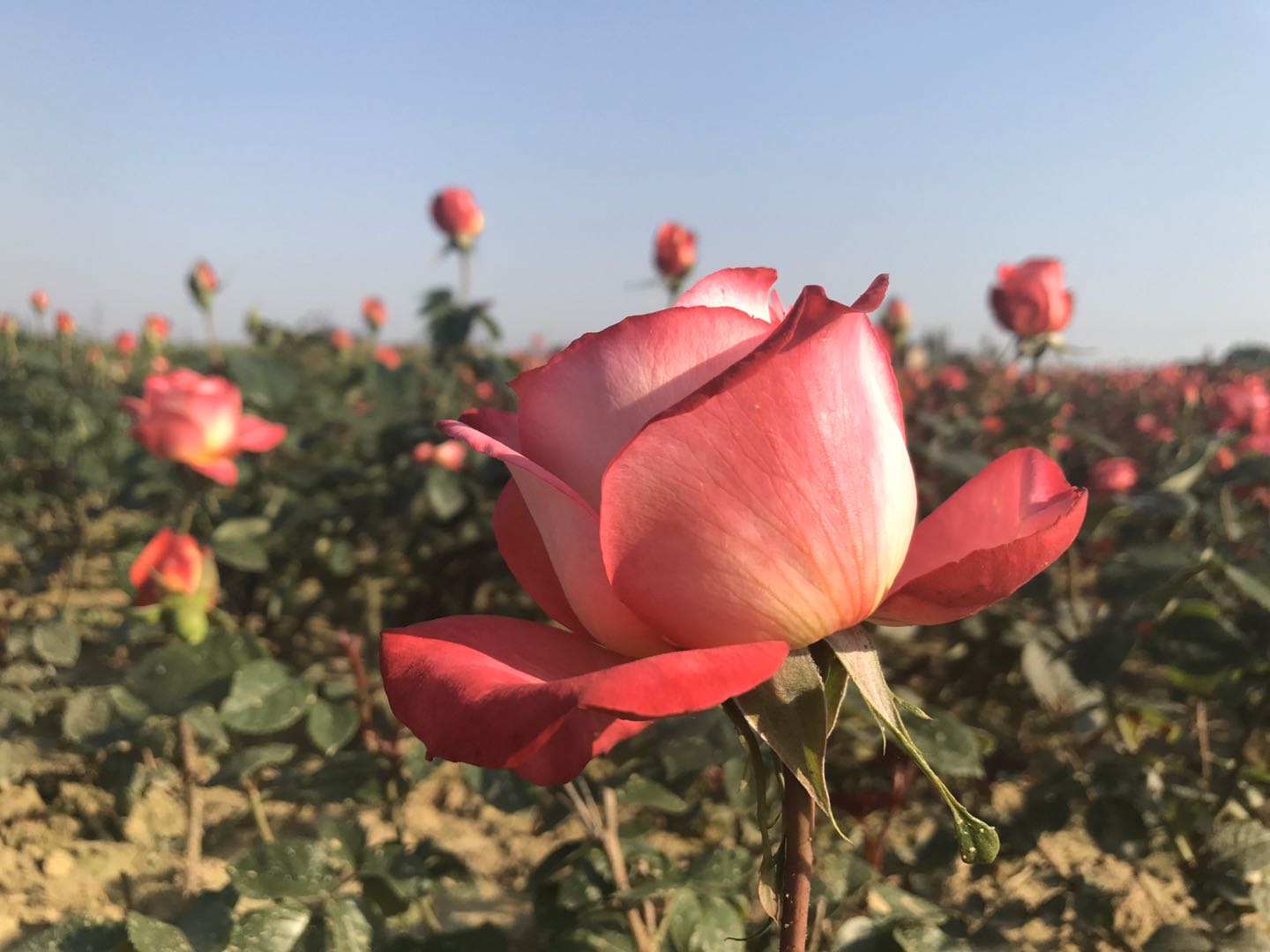 常州金坛最美乡村,金坛有哪些美丽乡村