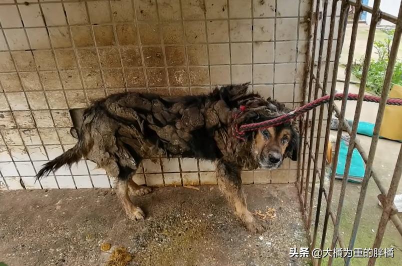 藏獒被关笼中十二年，铁笼已被焊死，主人就住隔壁，却不管它死活