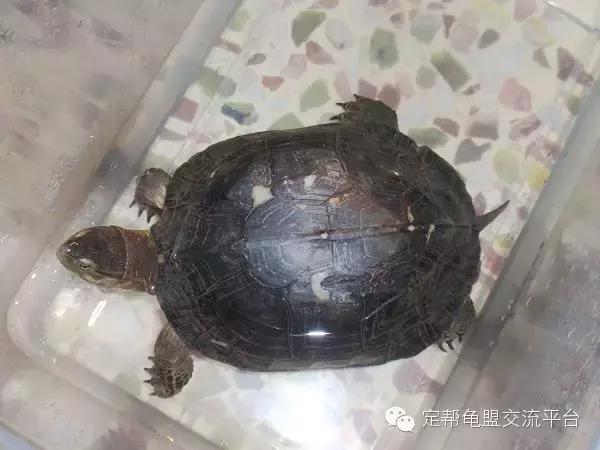 安布闭壳龟玩家,安布闭壳龟好玩吗