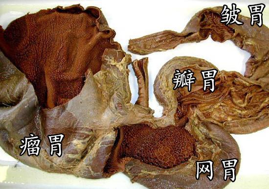 牛4个胃,牛有四个胃有什么现象