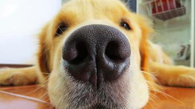 为什么狗狗社交要先闻屁股,狗狗一见面为什么会老是闻屁股