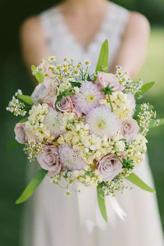 洋甘菊花怎么养护,洋甘菊的醒花及养护