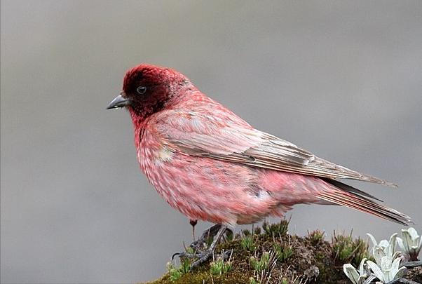 东江揽胜,惠州淡水常见鸟类图谱