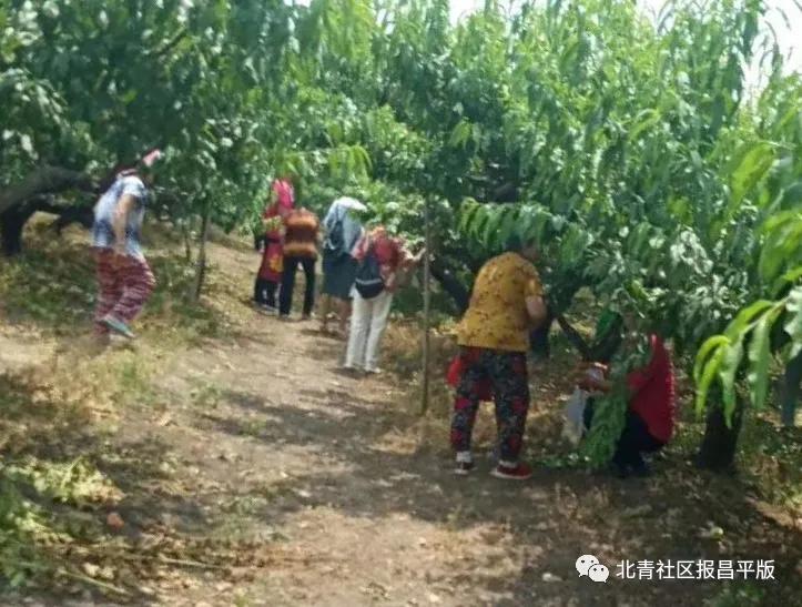 又到了采摘油桃的季节,油桃采摘季来袭你准备好了吗