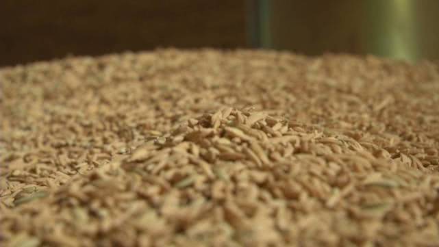 今年早稻收购价格怎样,早稻价格最新行情