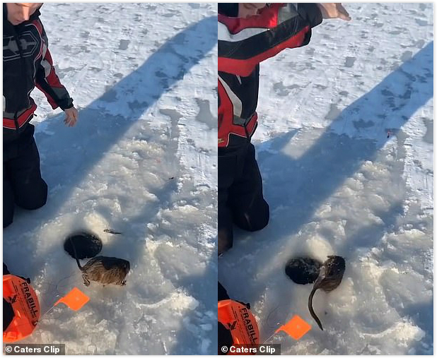 美国大学生湖面冰钓,钓上来一只大“老鼠”,细看是只貂儿