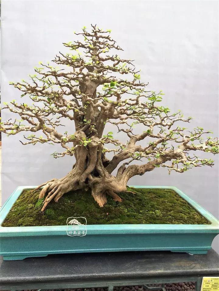 造型极美的盆景一起来欣赏,一组风吹出来的盆景欣赏动感十足