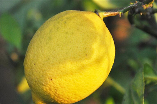 如何种植柠檬树,室内种植柠檬