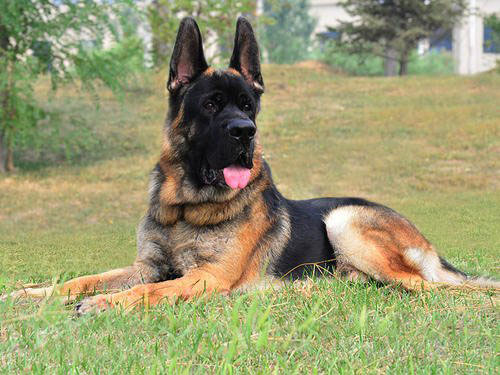 狗狗一次拉很多尿正常吗,狗狗拉尿很多次是什么原因