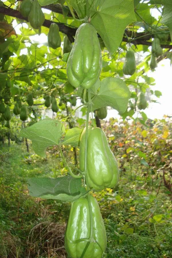 厚积薄发一鸣惊人的佛手瓜