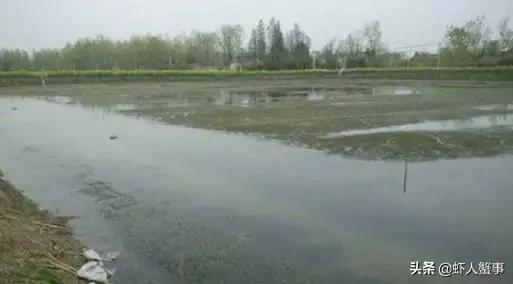 小龙虾遮蔽物设置,新手养小龙虾如何防止挂底