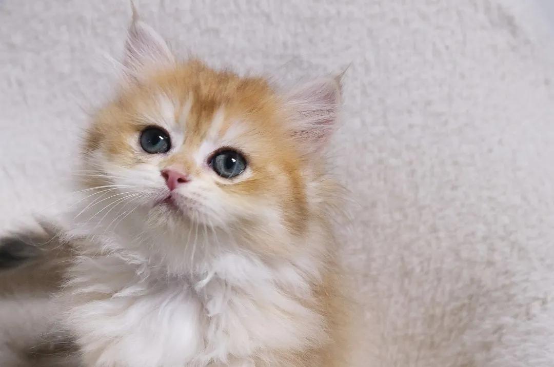 猫咪拉屎带的血该吃什么药,猫咪拉屎屁股上有血