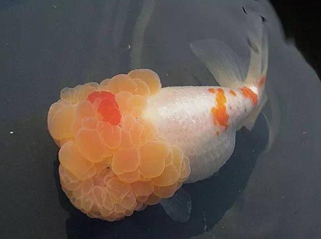 不是所有大脑袋的观赏鱼，看起来都令人舒适，有些品种其实很难看