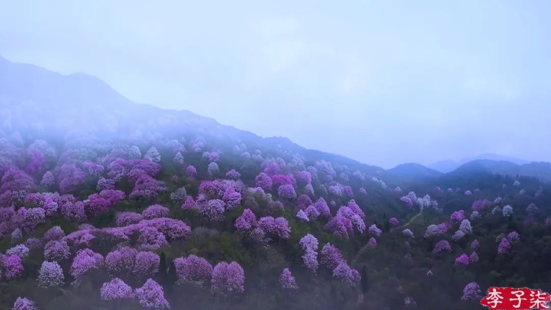 李子柒视频转场技巧,李子柒拍摄视频技巧