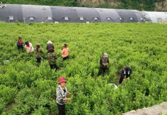 含钙高的钙果有哪些,野生高钙果营养