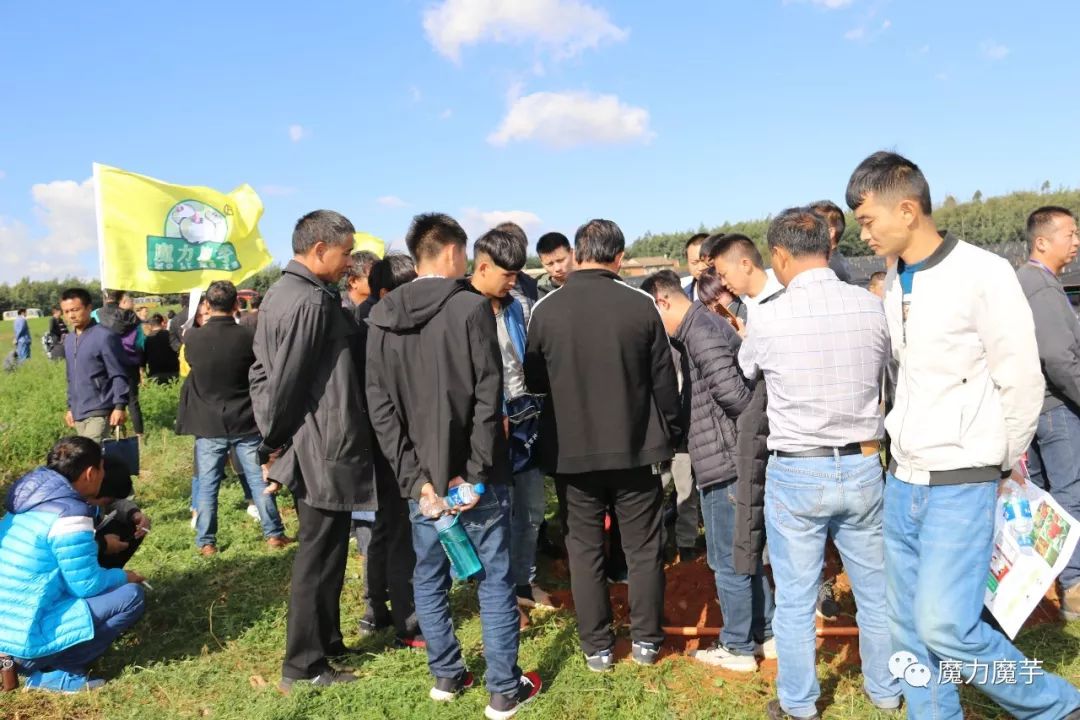 种植魔芋风险大吗,新手种魔芋的风险