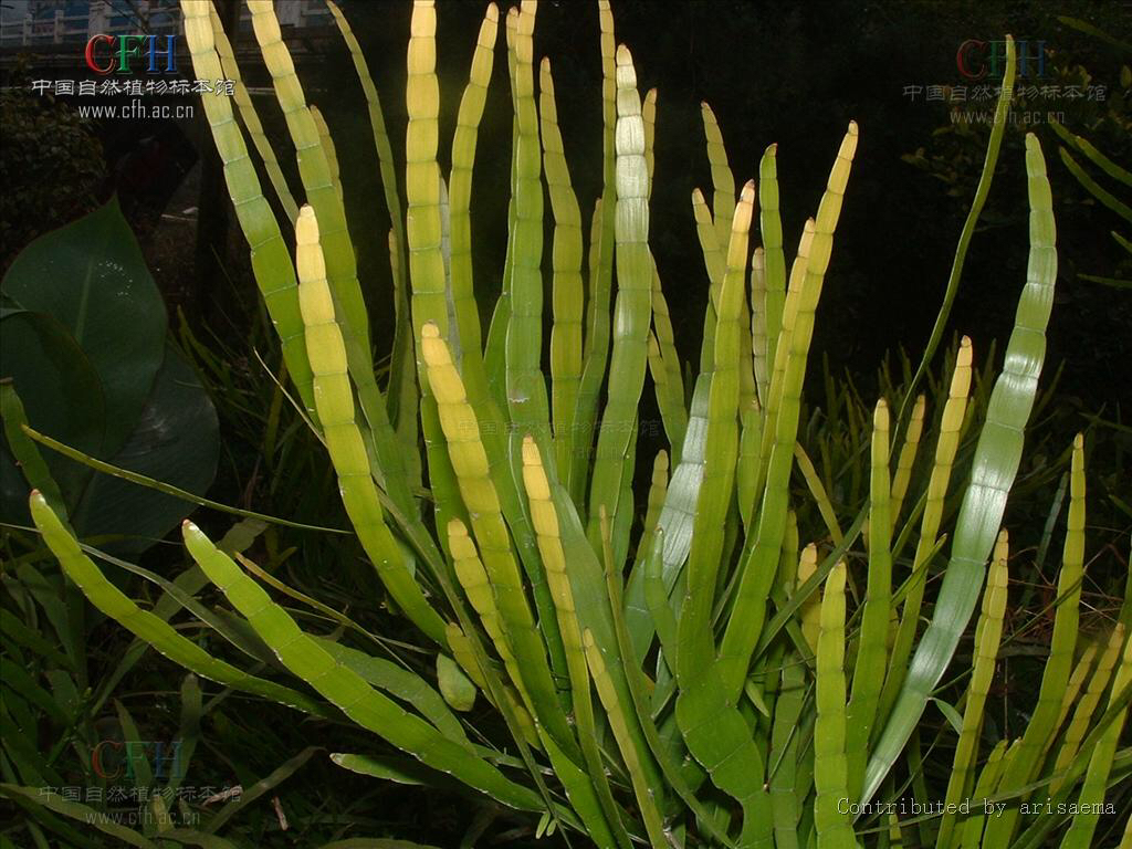 竹节蓼观赏期,竹节蓼的科名