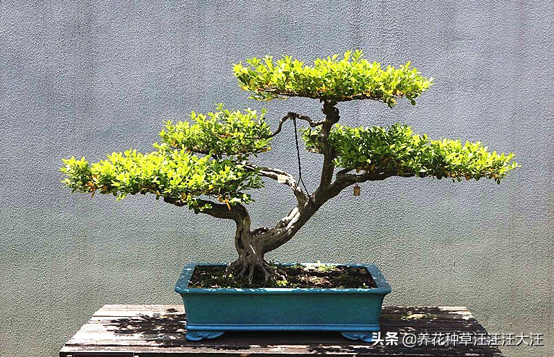 黄杨树耐热耐寒吗,珍珠黄杨的盆景造型