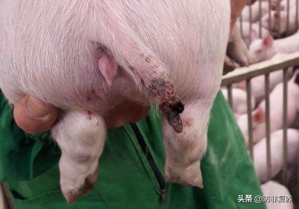 猪咬尾巴怎么办？5个方面找原因，3个步骤治咬尾