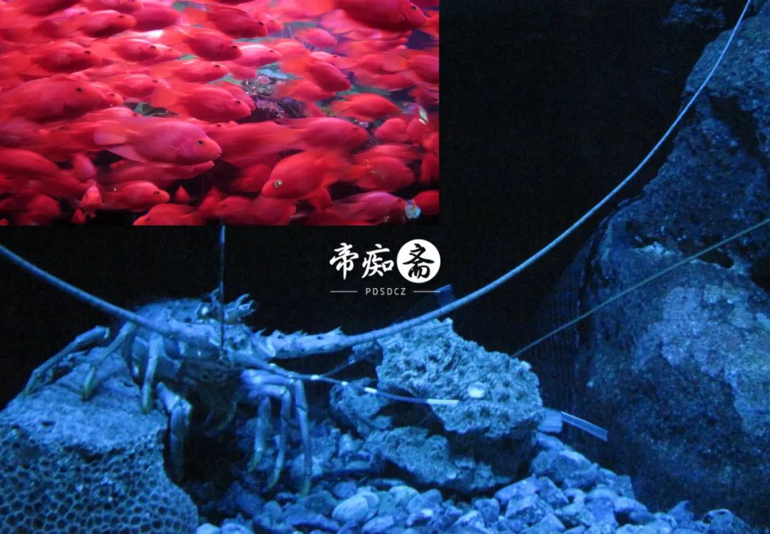 海底世界大比拼,海底世界大战