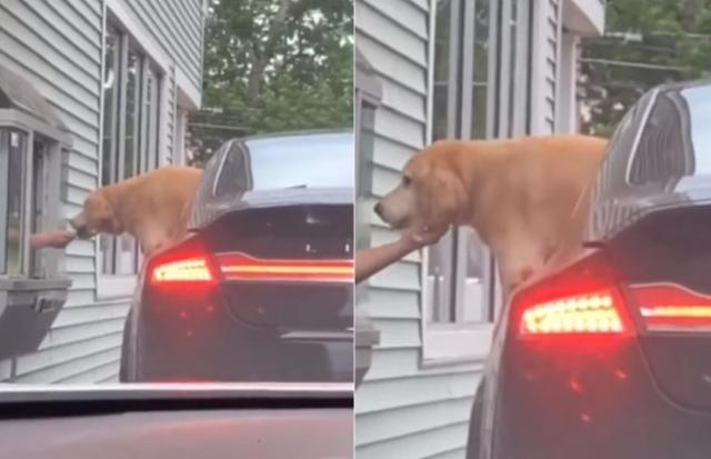 金毛宝宝长大后的样子,金毛宝宝能有多聪明