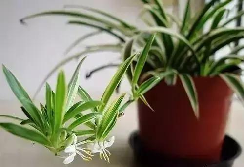 什么植物甲醛吸附好,房间里吸收甲醛的植物有哪些