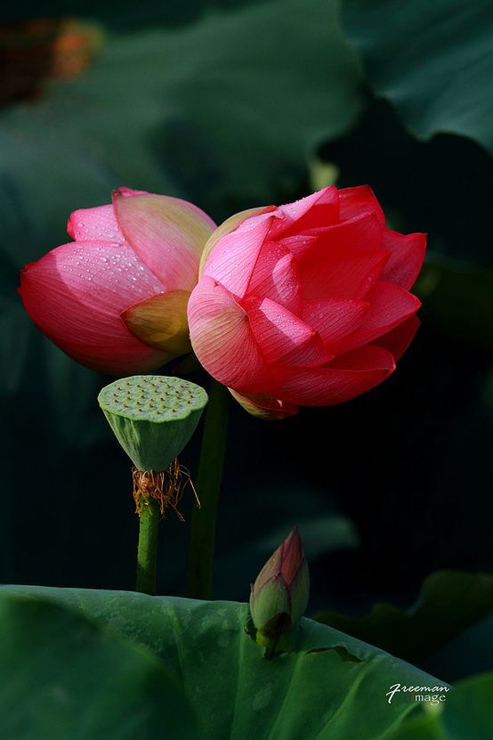 并蒂莲七绝二首,并蒂莲七绝诗