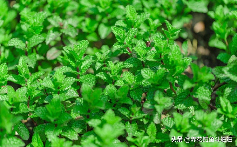 薄荷怎么种才能让它长得茂盛,刚种薄荷浇水的正确方法