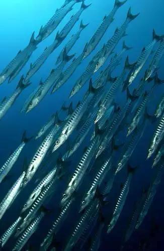 海南渔民整理的海鲜大全,渔民海鲜介绍