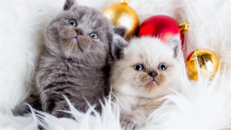 公猫不做绝育的危害,公猫不绝育有什么危害么