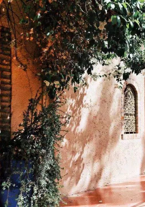 建阳白茶哪个品种最有名,建阳白茶简介资料