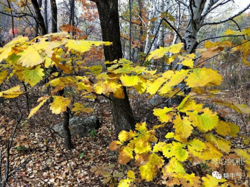 琴心劍胆诗词‖秋韵之橡树——赤峰宁城黑里河道须沟之一
