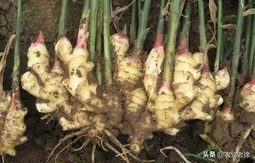 露天蔬菜种植技术大全秋葵,露天平台种植蔬菜