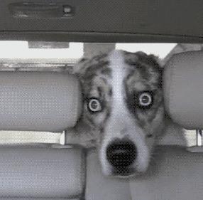 陈鹤皋疯狗拳自由搏击,陈鹤皋疯狗拳宗师