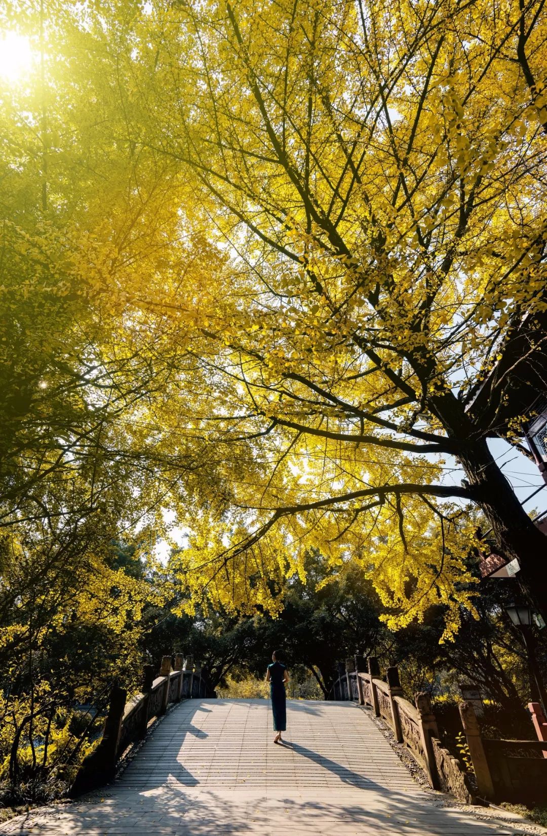 成都市区值得一去的银杏打卡,双流看银杏叶