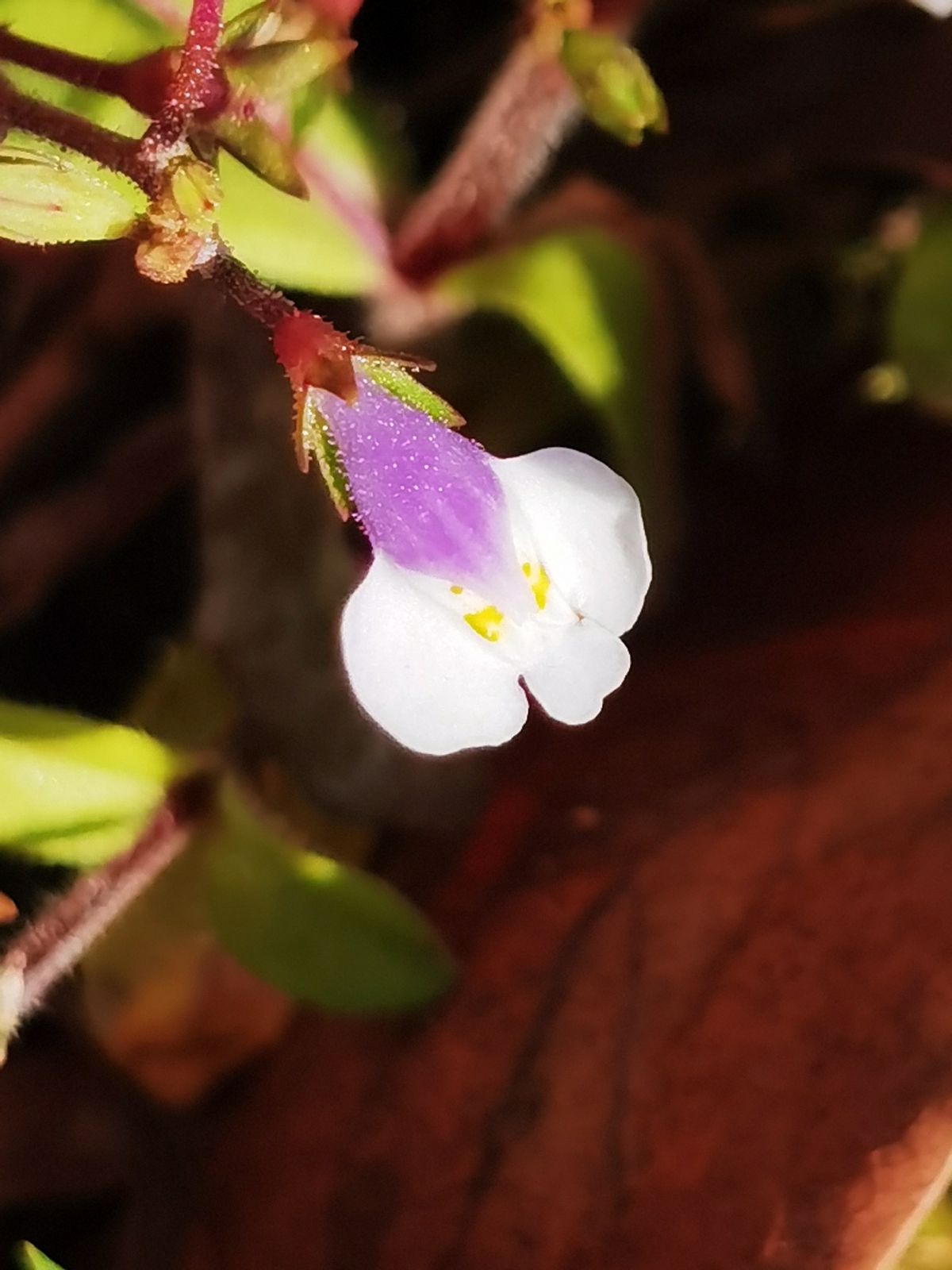 2022黑马星座,2021年运势最好的黑马星座