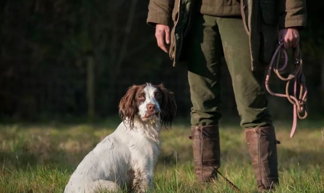 猫奴为什么越来越好,猫奴为什么越来越多