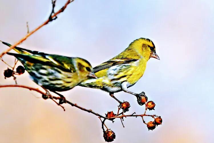 黄雀鸣叫欣赏,黄雀翅膀羽毛