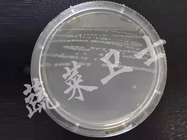 番茄专治机油病,番茄苗期得机油病