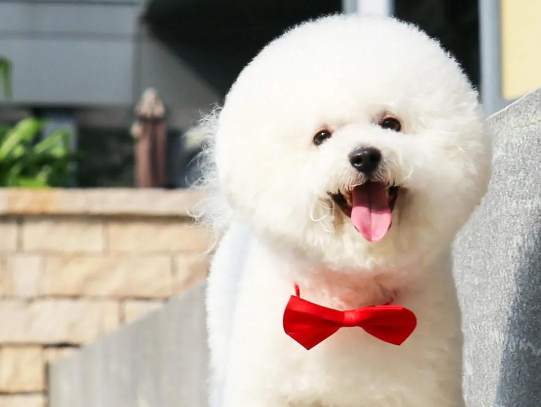 狗狗界最受欢迎的狗狗品种,最受欢迎的小型狗狗品种推荐