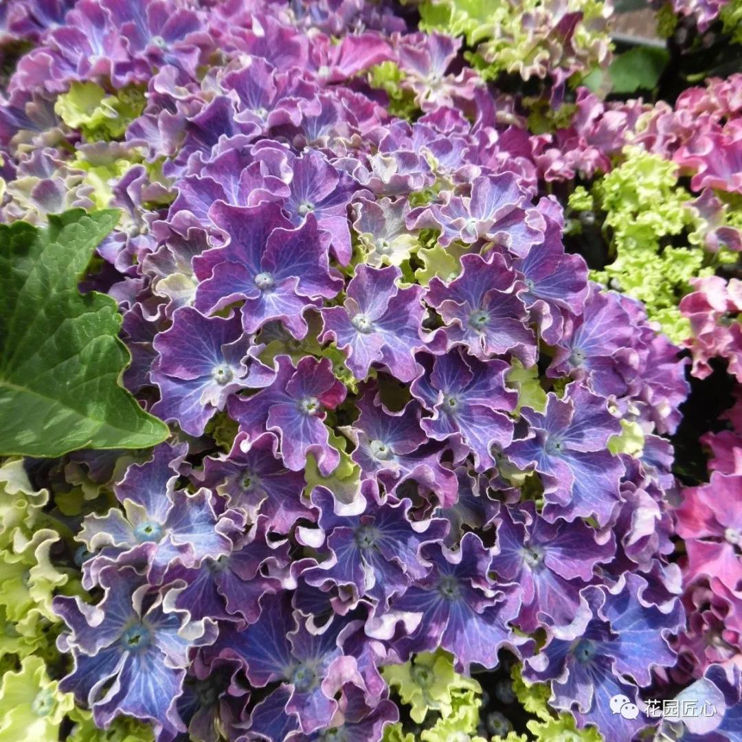 春季绣球叶子发皱怎么回事,夏季绣球老叶子都干枯怎么处理