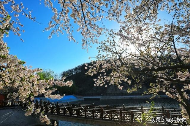 浪漫樱花校园,浪漫樱花视频