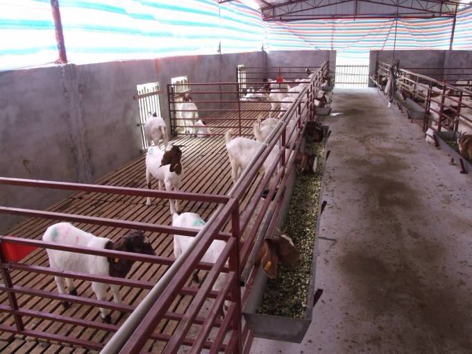 政府帮扶添信心养羊走上致富路,脱贫攻坚养羊走上致富路