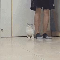 小短腿表情包动态图,超级可爱的表情包小脚